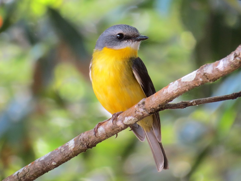 native-birds-in-south-eastern-australia-worst-affected-by-habitat-loss